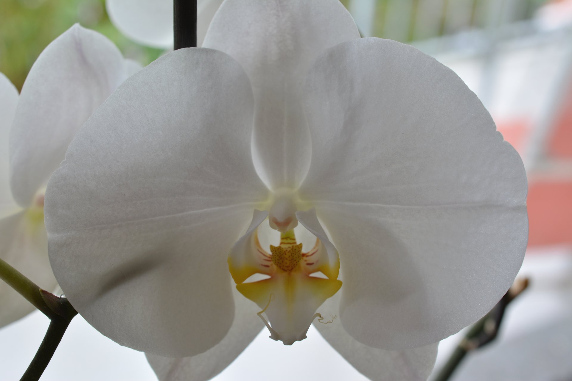 Weiße Orchidee – Von Frau zu Frau Bojahr