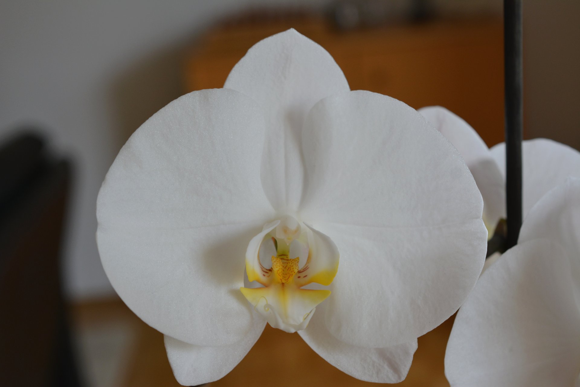 Weiße Orchidee