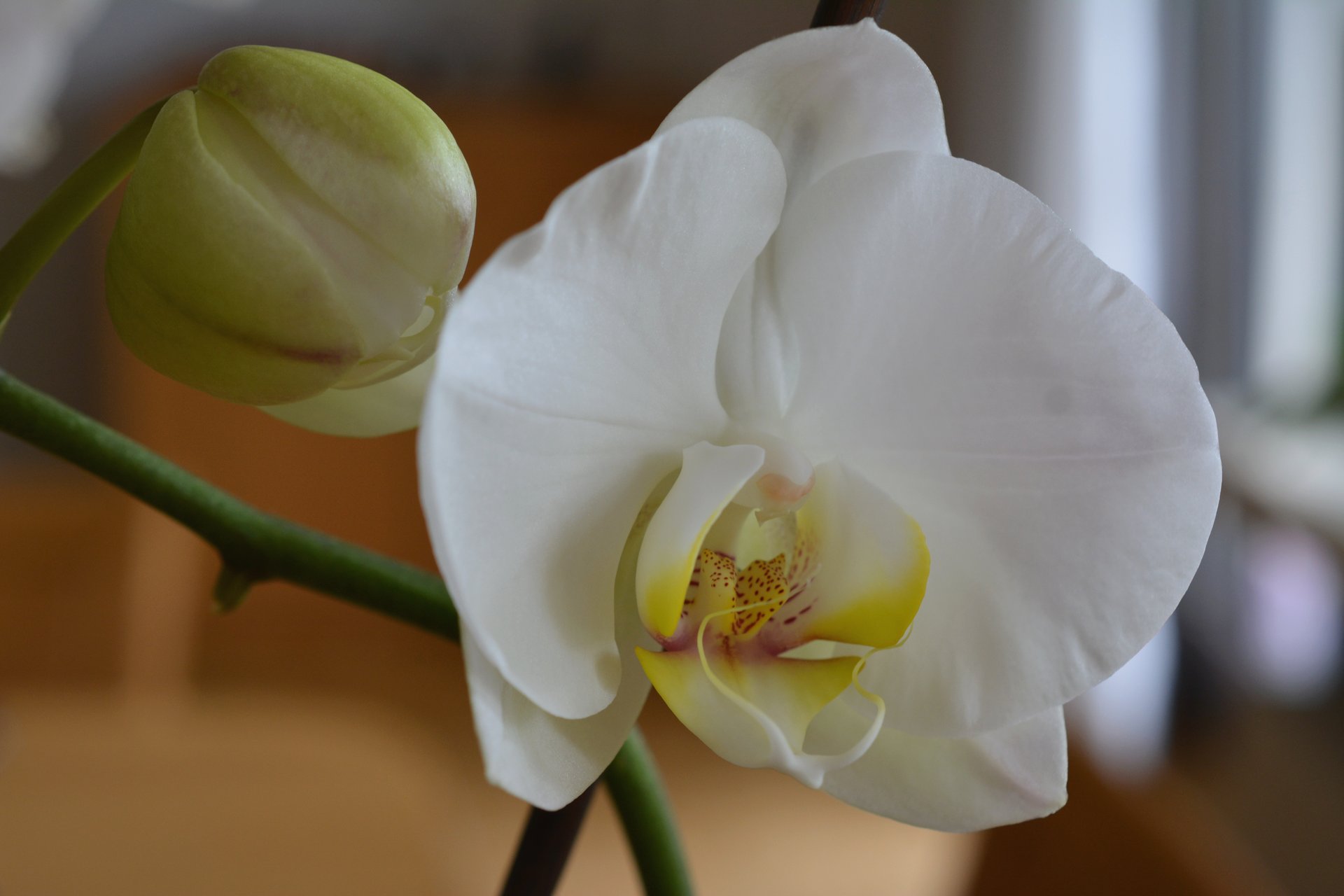 Weiße Orchidee mit Knospe