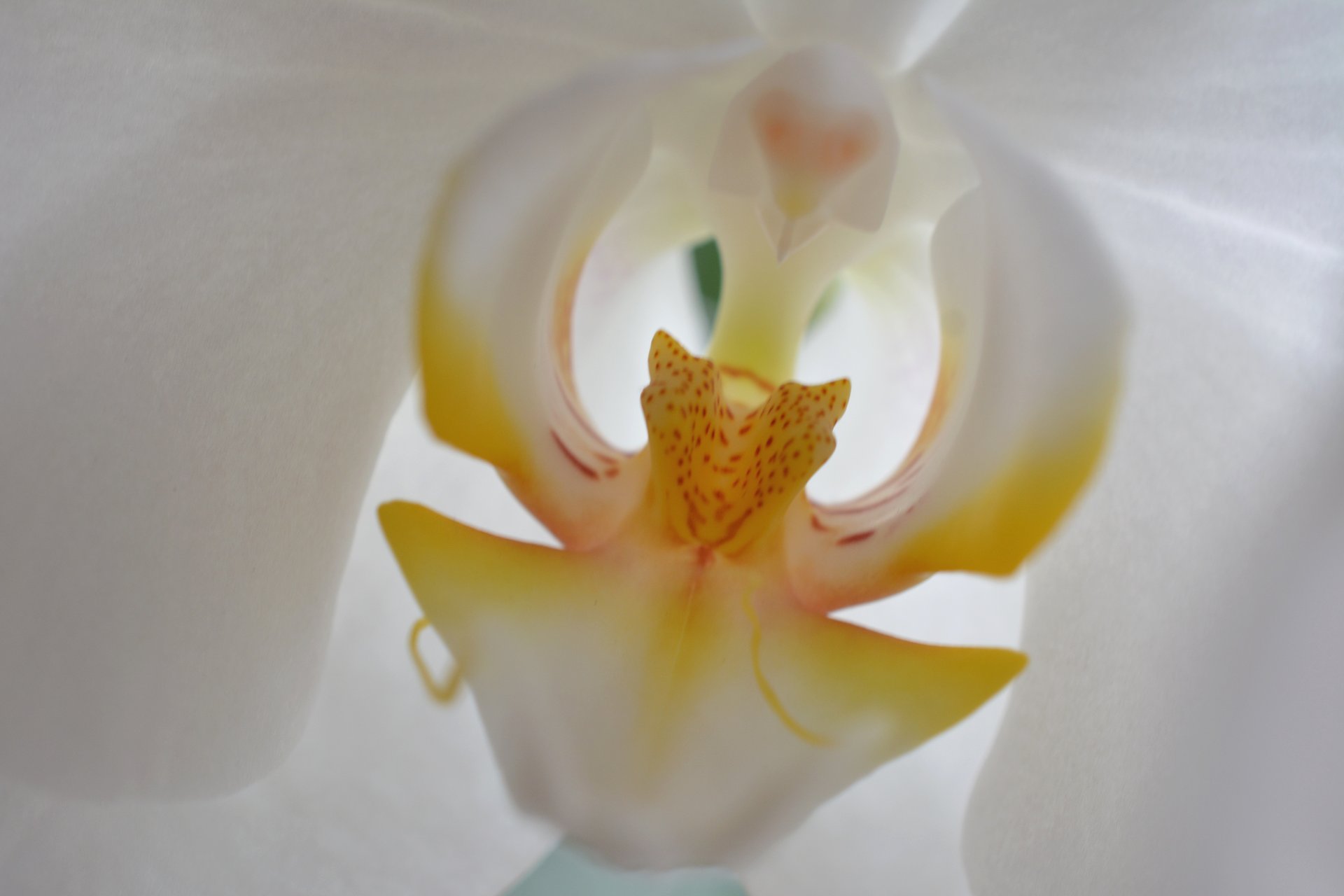 Orchideenblüte im Detail