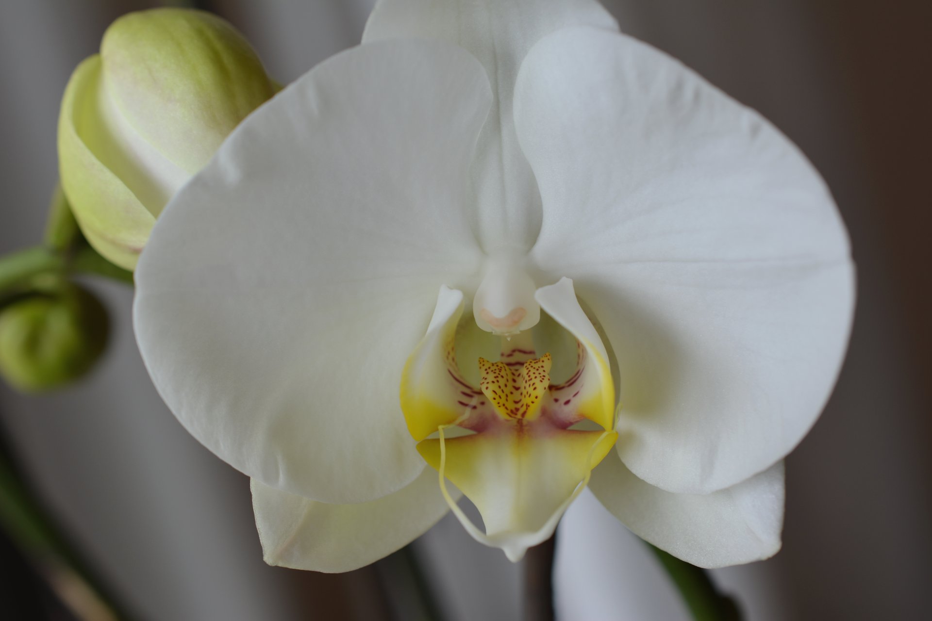 Orchidee mit Knospe