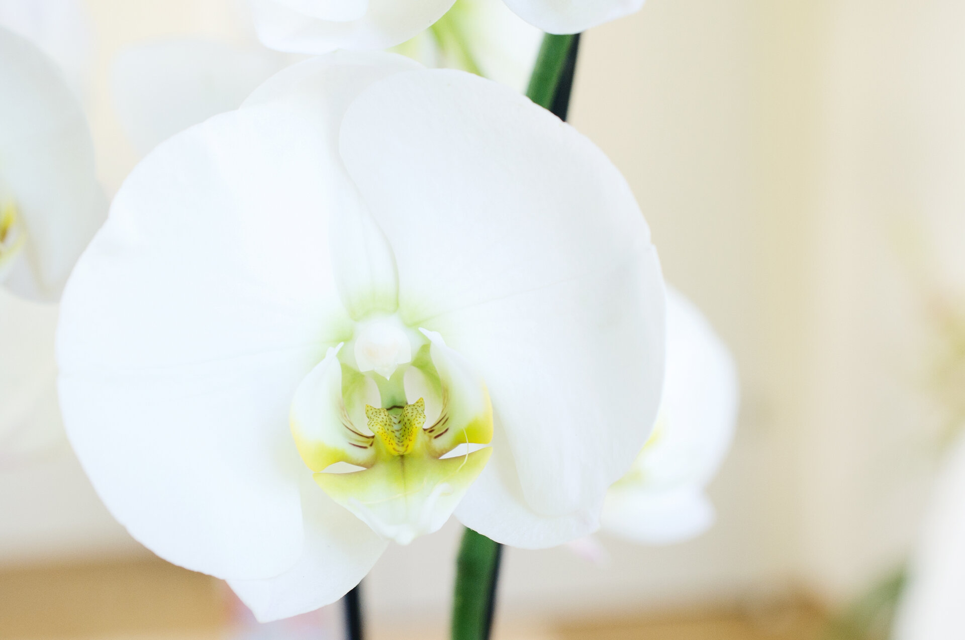 Orchidee – Chakren und Energiearbeit
