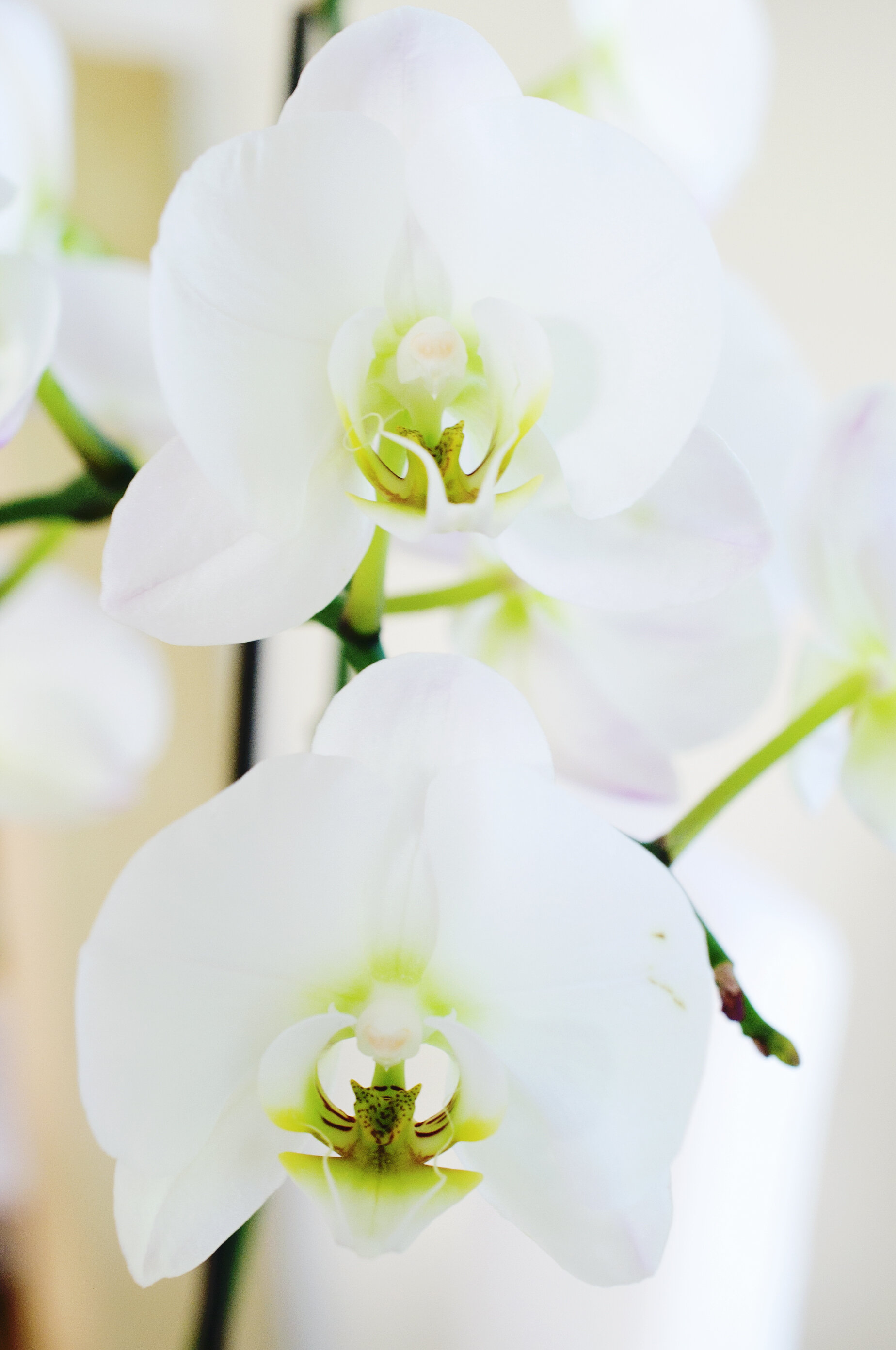 Weiße Orchidee – Reinheit und Heilung