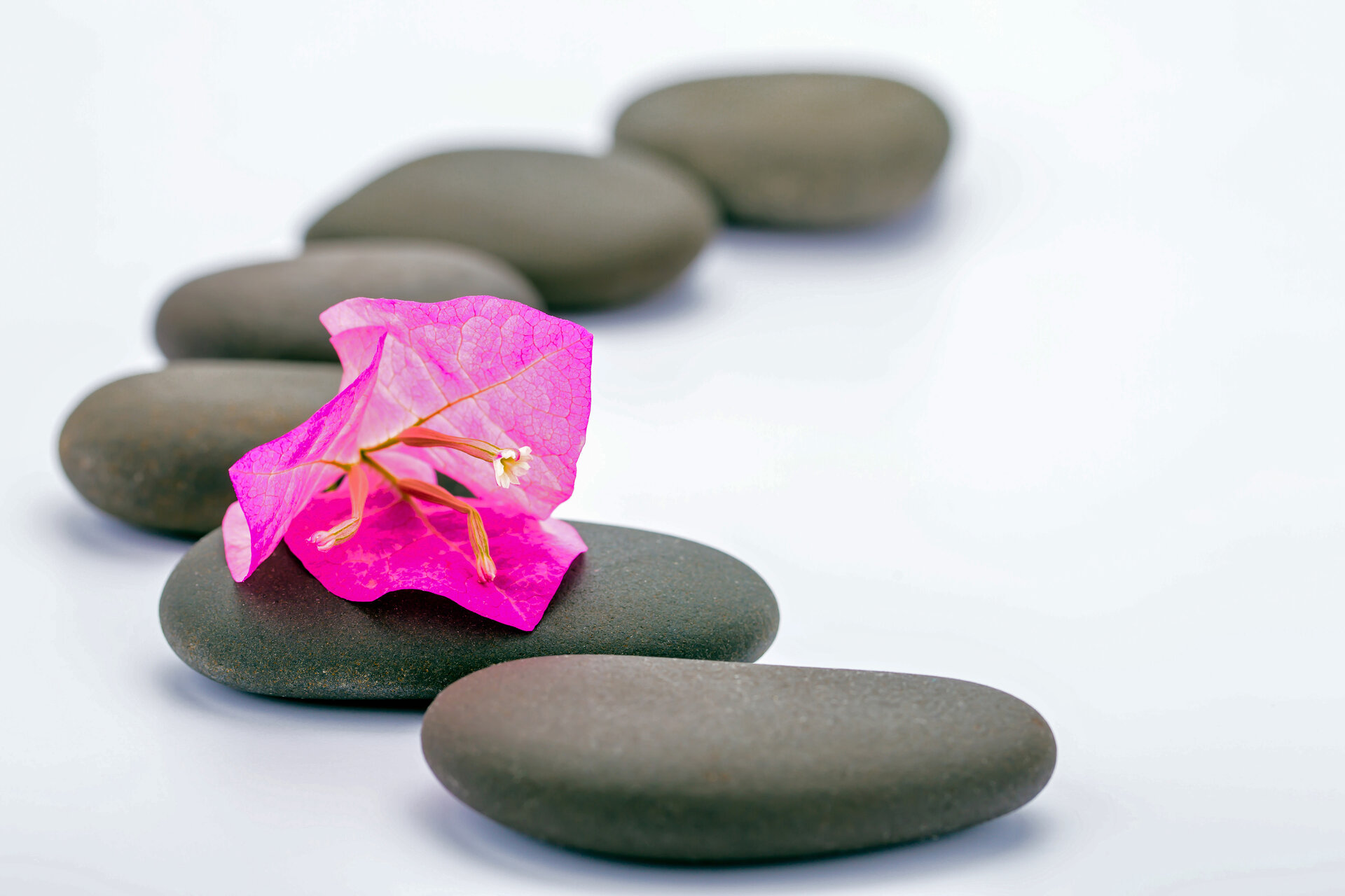 Trittsteine mit Blüte - Weg zur inneren Ruhe